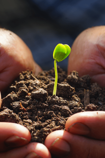 Planting